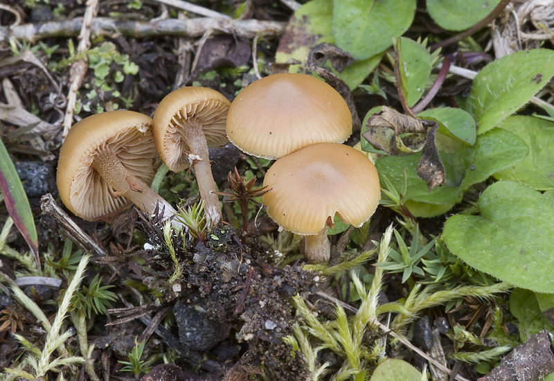 Galerina marginata